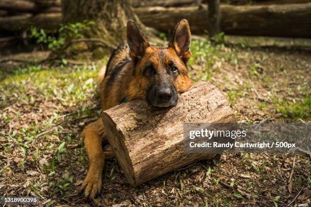 portrait of purebred dog sitting on field,reston,virginia,united states,usa - reston stock pictures, royalty-free photos & images