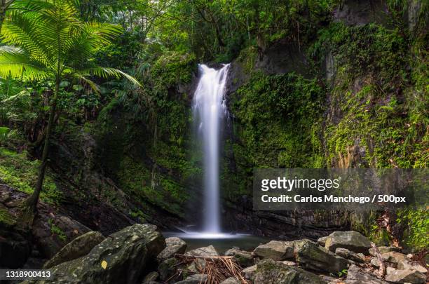 scenic view of waterfall in forest,el yunque,puerto rico - puerto rico fotografías e imágenes de stock