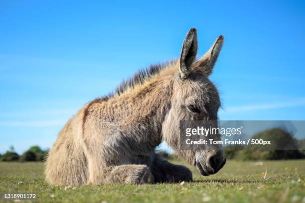 close-up of donkey on field against blue sky,new forest district,united kingdom,uk - estel day stock-fotos und bilder