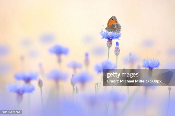 close-up of butterfly pollinating on purple flower,germany - wildblume stock pictures, royalty-free photos & images