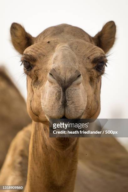close-up portrait of dromedary camel against sky,dubai,united arab emirates - dromedar stock-fotos und bilder