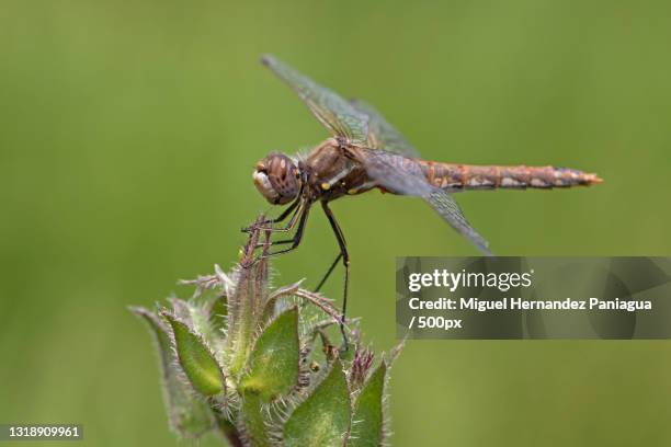 Miguel Insect 2,782 Miguel Hernandez Stock Photos, High-Res Pictures, and Images ...