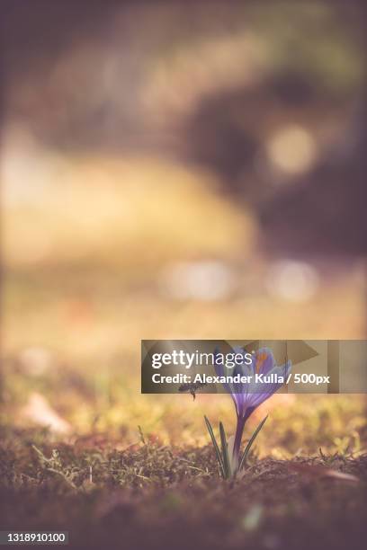 close-up of purple crocus flowers on field,erlangen,free state of bavaria,germany - spring bud stock pictures, royalty-free photos & images