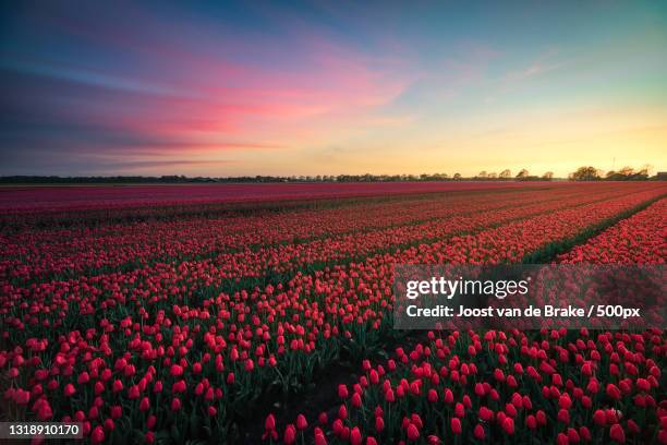 scenic view of pink tulip flowers on field against sky during sunset,hijken,drenthe,netherlands - drenthe stock pictures, royalty-free photos & images