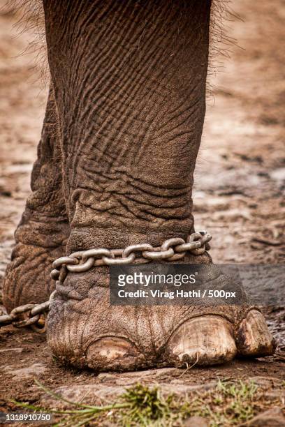 close-up of indian elephant on field - animales en cautiverio fotografías e imágenes de stock