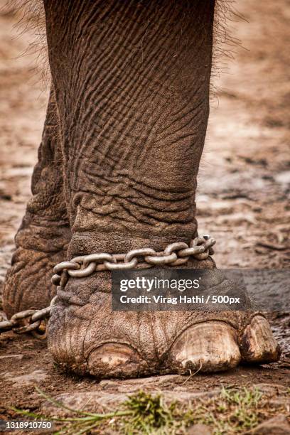 close-up of indian elephant on field - dier in gevangenschap stockfoto's en -beelden