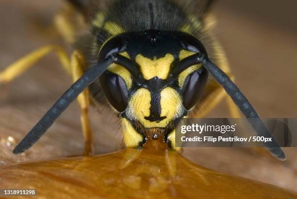 close-up of insect - voelspriet stockfoto's en -beelden