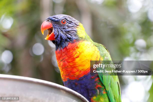 close-up of rainbow lorikeet perching on branch - rainbow lorikeet stock pictures, royalty-free photos & images