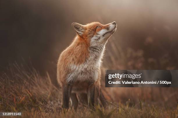 full length of jackal standing on land - fox foto e immagini stock