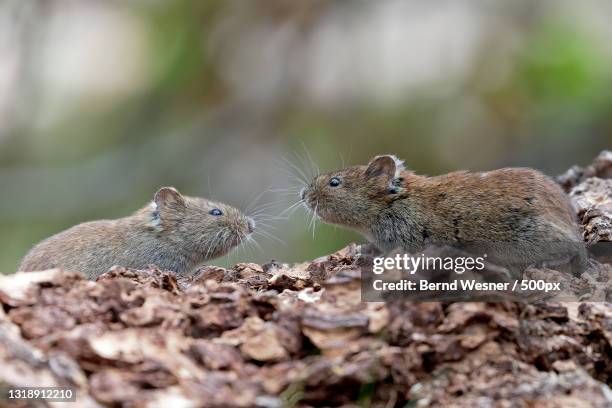 close-up of prairie dog on rock - pika foto e immagini stock