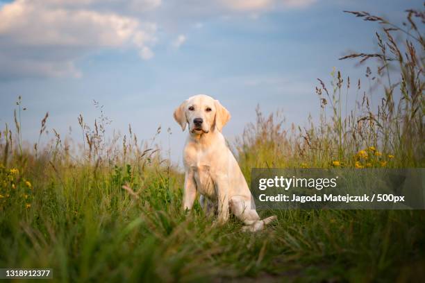 portrait of labrador retriever on field against sky,poland - labrador retriever foto e immagini stock