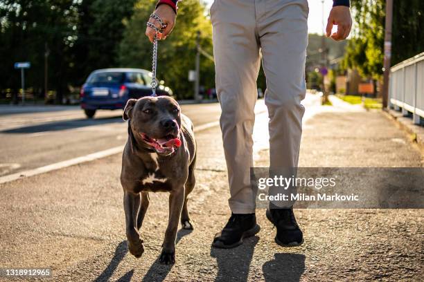 un hombre al aire libre con su pitbull. perro adorable y tranquilo. - pit bull terrier fotografías e imágenes de stock