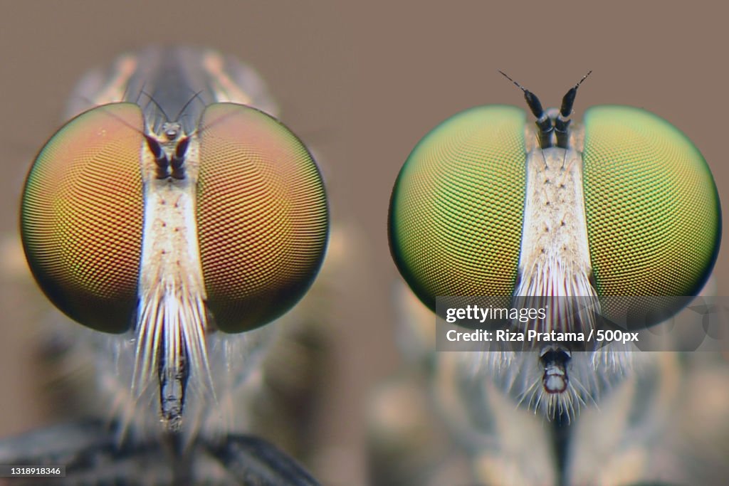 Close-up of insect
