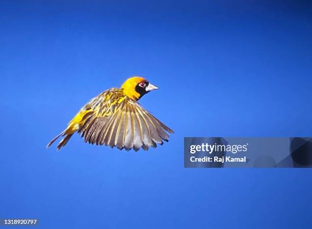 black masked weaver in flight. (p.velatus - ploceidae) - masked weaver bird stock pictures, royalty-free photos & images