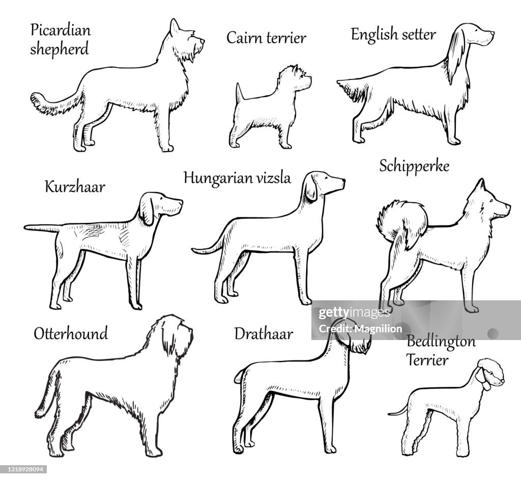Pets Dogs Breeds