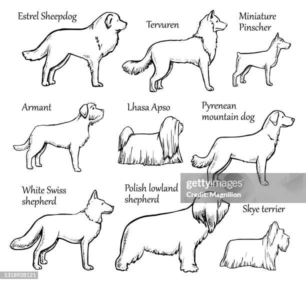 haustiere hunde rassen. - dos animales stock-grafiken, -clipart, -cartoons und -symbole