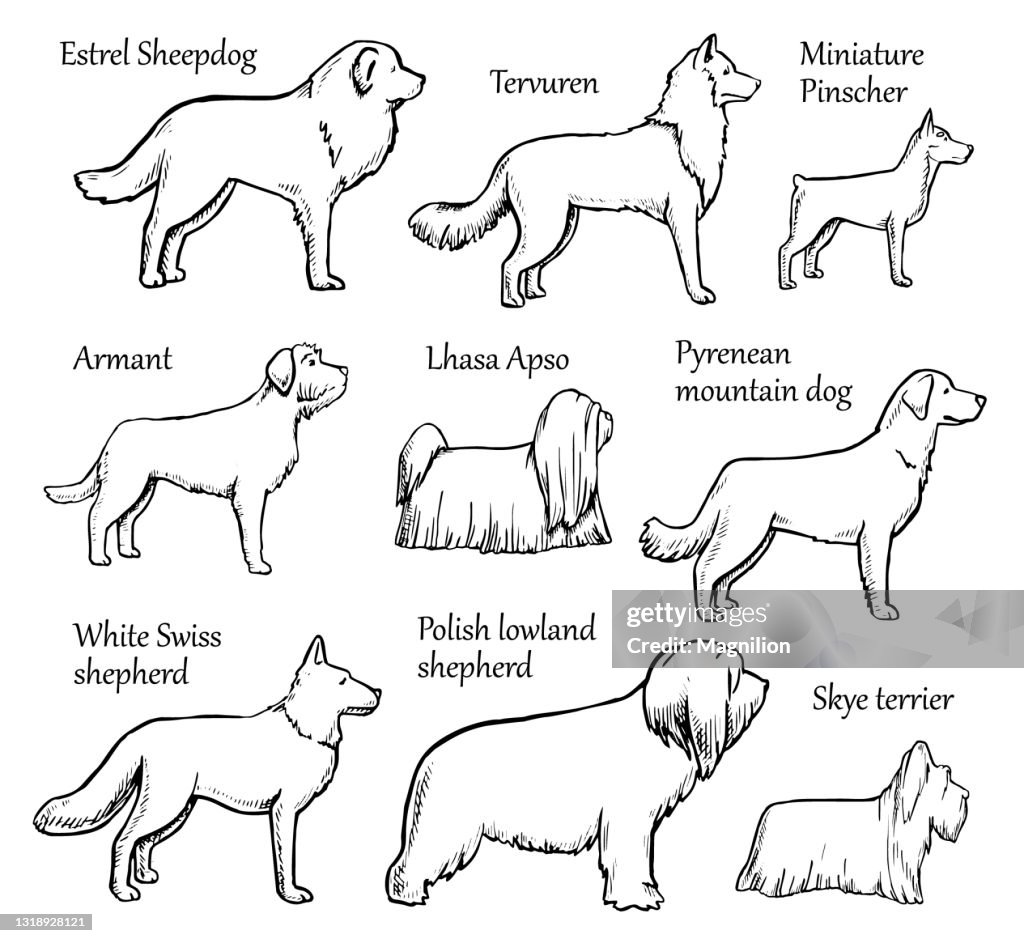 Pets Dogs Breeds.