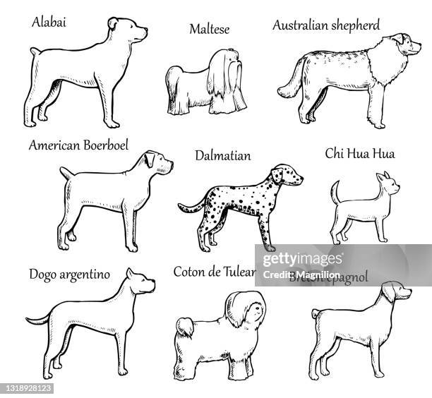 ペット犬の品種 - ダルメシアン点のイラスト素材／クリップアート素材／マンガ素材／アイコン素材