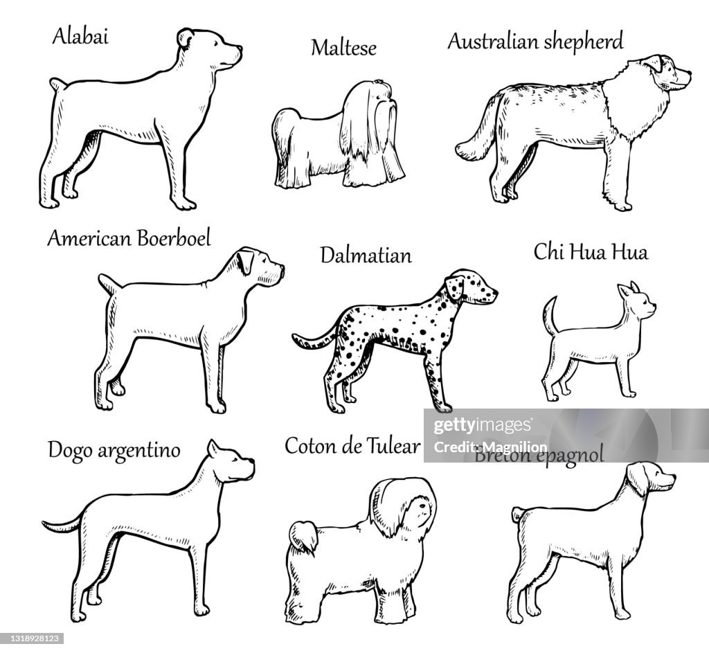 Pets Dogs Breeds