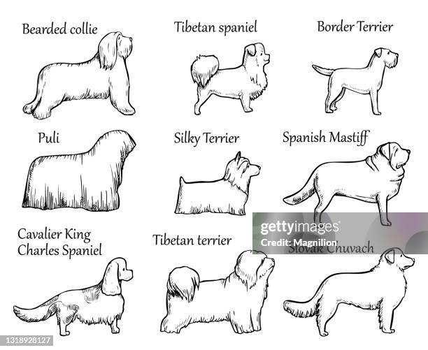 pets dogs breeds - tibetan terrier stock illustrations