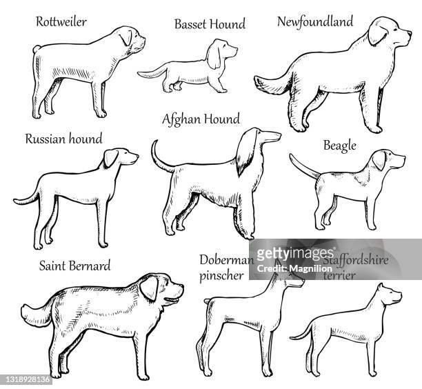 pets dogs breeds - purebred dog stock illustrations