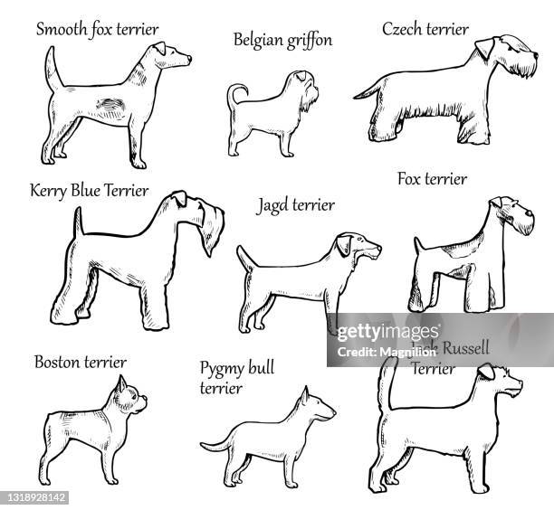 haustiere hunde rassen - dos animales stock-grafiken, -clipart, -cartoons und -symbole