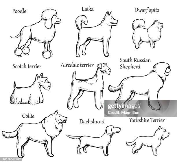 pets dogs breeds - terrier stock illustrations