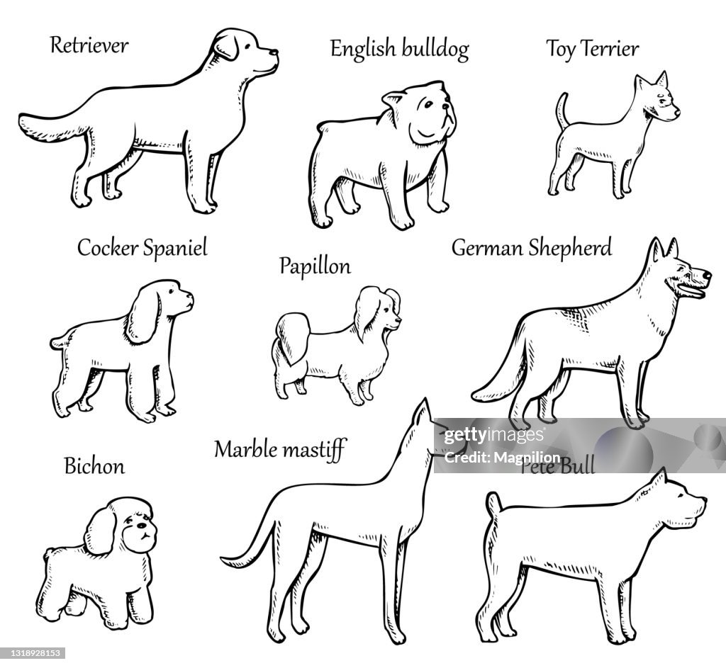 Pets Dogs Breeds