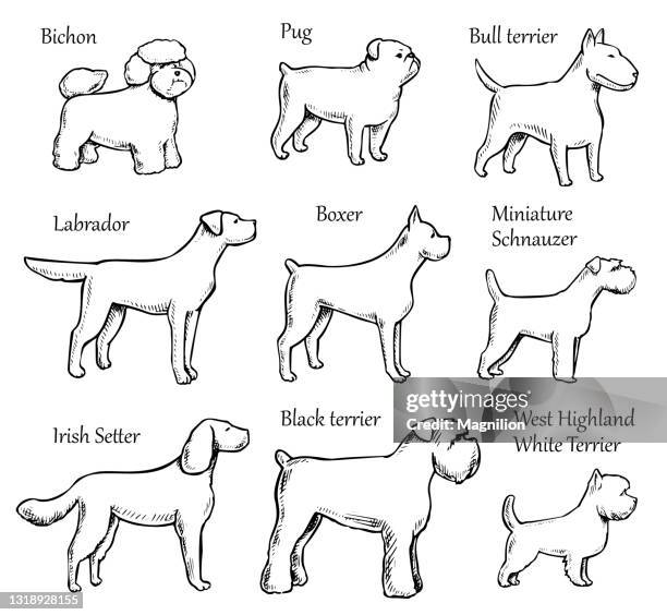 ペット犬の品種 - ボクサー犬点のイラスト素材／クリップアート素材／マンガ素材／アイコン素材