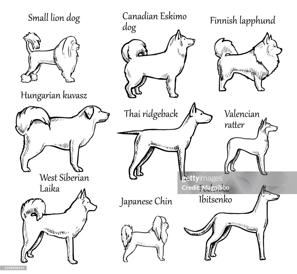 Pets Dogs Breeds