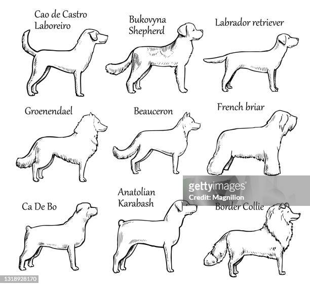 haustiere hunde rassen - labrador stock-grafiken, -clipart, -cartoons und -symbole
