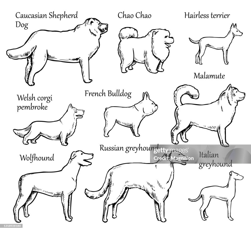 Pets Dogs Breeds