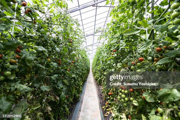 people harvesting tomatoes at a tomato farm. - tomato greenhouse stock pictures, royalty-free photos & images