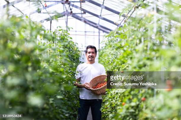 people harvesting tomatoes at a tomato farm. - japan agriculture foto e immagini stock