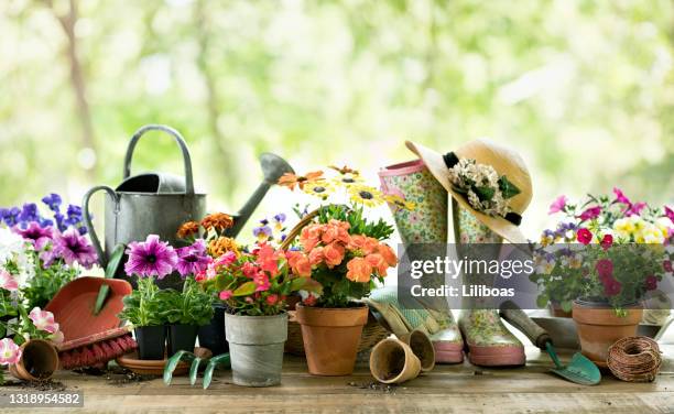 gartenwerkzeuge und frühlingsblumen hintergrund - schiefblattgewächse stock-fotos und bilder