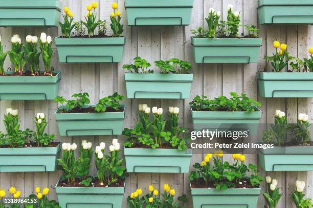 Tulip Window Box 26 Tulips Window Box Stock Photos, High-Res Pictures, and Images ...