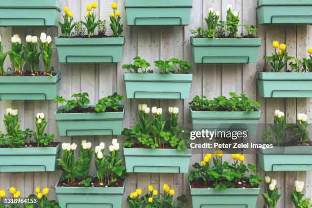 tulips on the fence - window box stock pictures, royalty-free photos & images