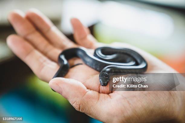holding a newborn pet snake - baby snake stock pictures, royalty-free photos & images