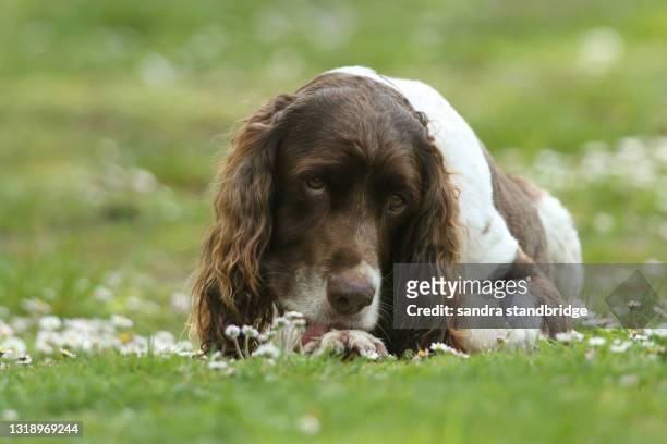 a cute english springer spaniel dog, lying down in a field licking his paw surrounded by daisy flowers. - dog looking down stock pictures, royalty-free photos & images
