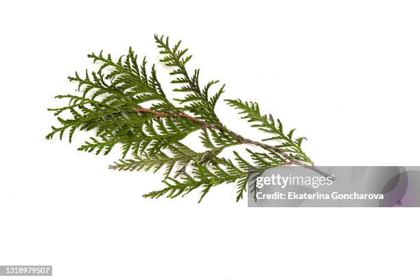 isolated twig of thuja on a white background. - cedar tree fotografías e imágenes de stock