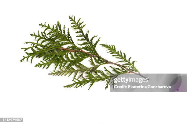 isolated twig of thuja on a white background. - american arborvitae stock pictures, royalty-free photos & images