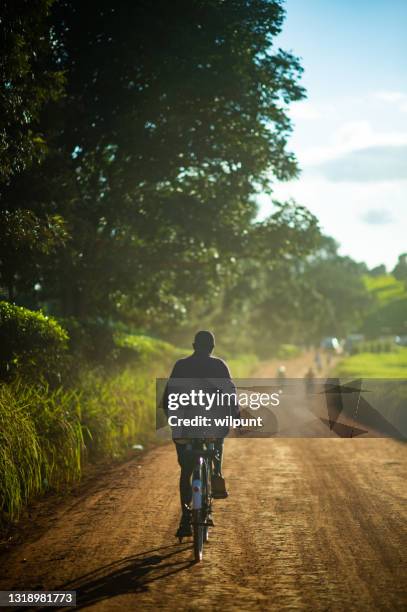 rear view of male on a bicycle cycling on a rural dirt road between tea plantations - malawi stock pictures, royalty-free photos & images
