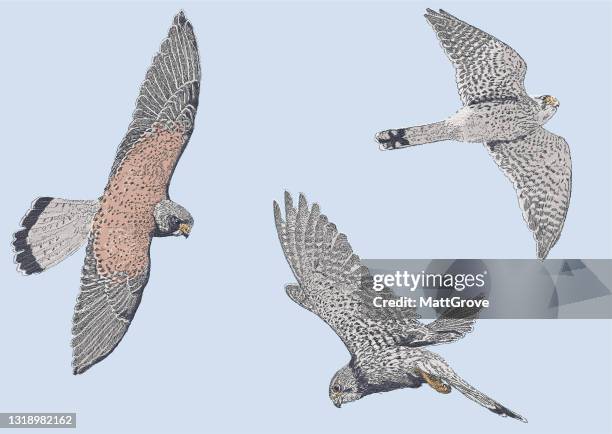 kestrels im flug. greifvögel - falcon bird stock-grafiken, -clipart, -cartoons und -symbole