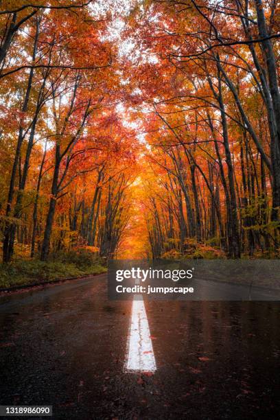 road covers by red autumn leaves in fall, hakkoda gold line, japan - aomori - fotografias e filmes do acervo