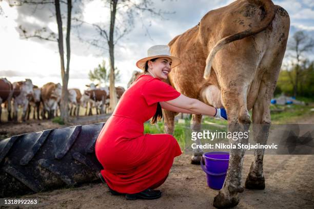 femme heureuse traire une vache - daily bucket photos et images de collection