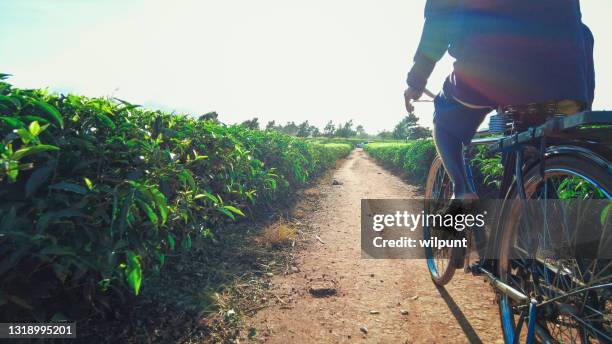 rear side view part of african man lower section with shorts cycling on a gravel path between tea plantations - malawi stock pictures, royalty-free photos & images