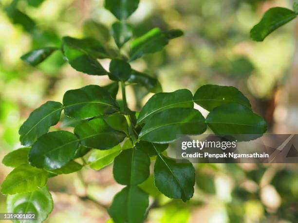 leaves kaffir lime, leech lime citrus hystrix dc scientific name rough skin green vegetable on tree in garden nature background - kafferlimoen stockfoto's en -beelden