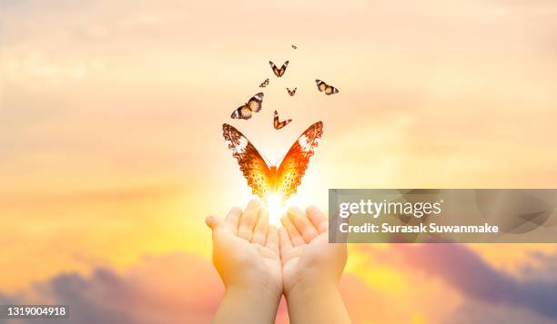 butterfly flying freely with nature on sunset background concept of hope and freedom - vergebung stock-fotos und bilder