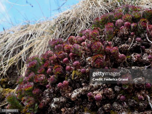 mountain houseleek (sempervivum montanum), formazza valley - sempervivum montanum stock pictures, royalty-free photos & images