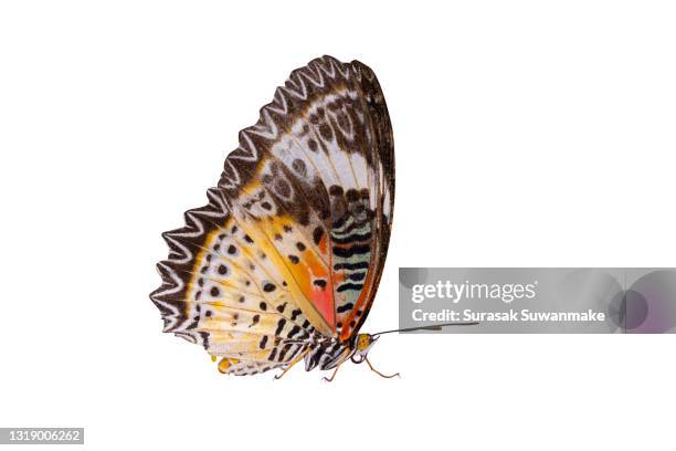 yellow red natural butterfly color isolated on white background. - white moth stock-fotos und bilder